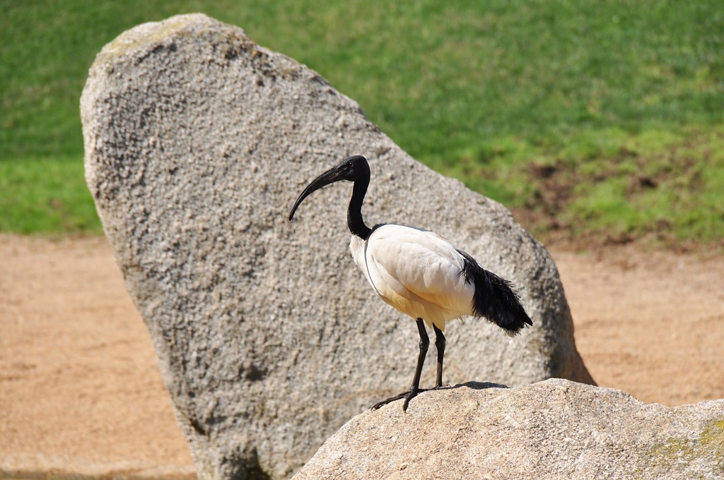 Foto: Bioparc - Valencia (València), España