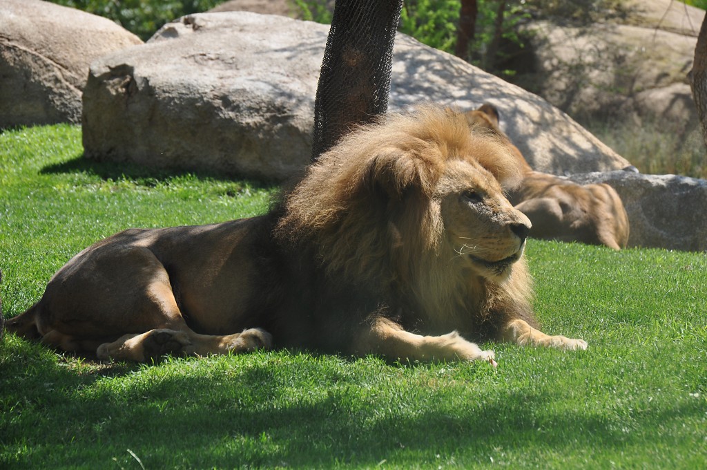 Foto: Bioparc - Valencia (València), España