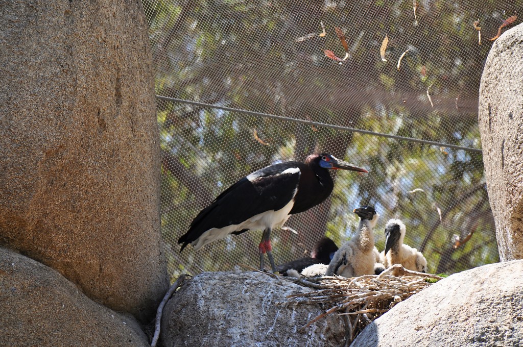 Foto: Bioparc - Valencia (València), España