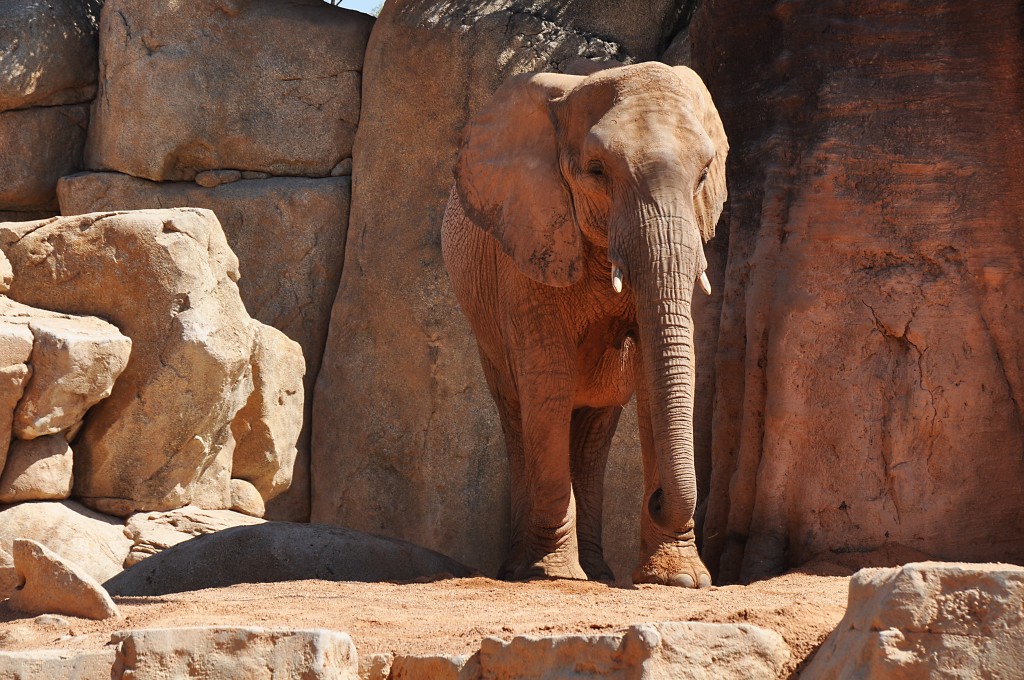 Foto: Bioparc - Valencia (València), España