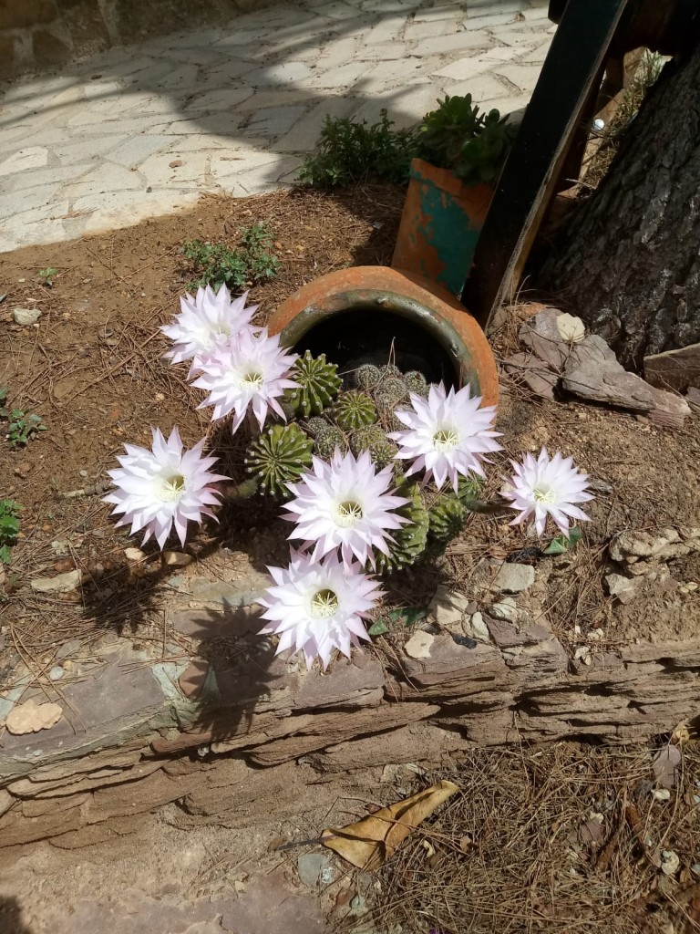 Foto: Captus en flor - Valencia (València), España