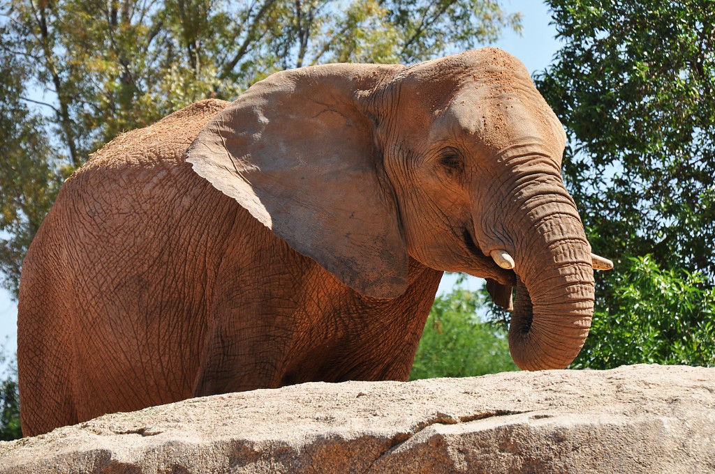 Foto: Bioparc - Valencia (València), España