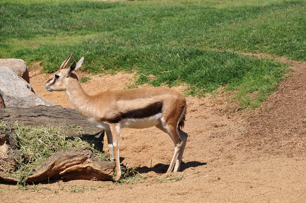 Foto: Bioparc - Valencia (València), España