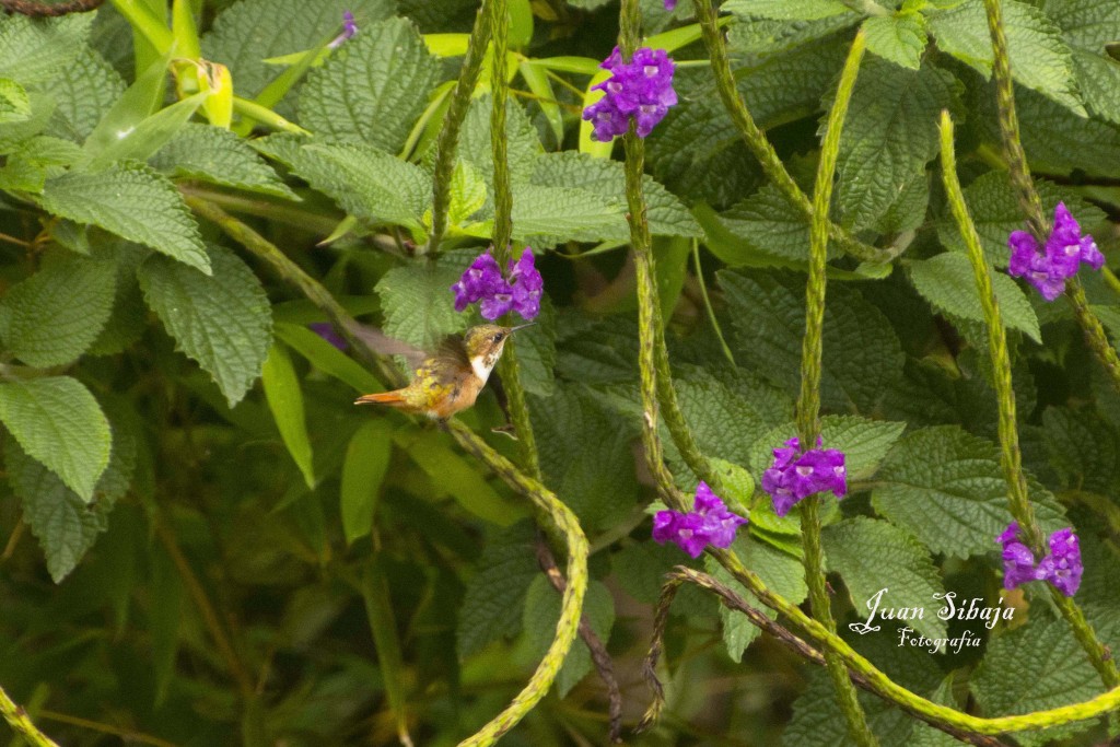 Foto de Fraijanes (Alajuela), Costa Rica