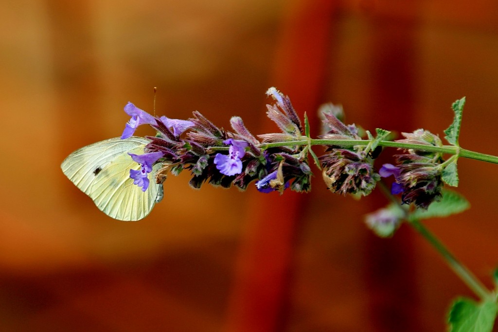 Foto: Mariposa - Santillana del Mar (Cantabria), España