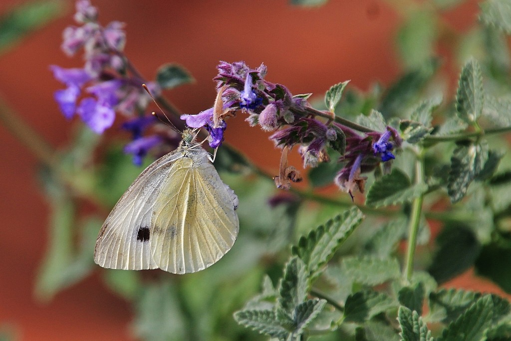 Foto: Mariposa - Santillana del Mar (Cantabria), España