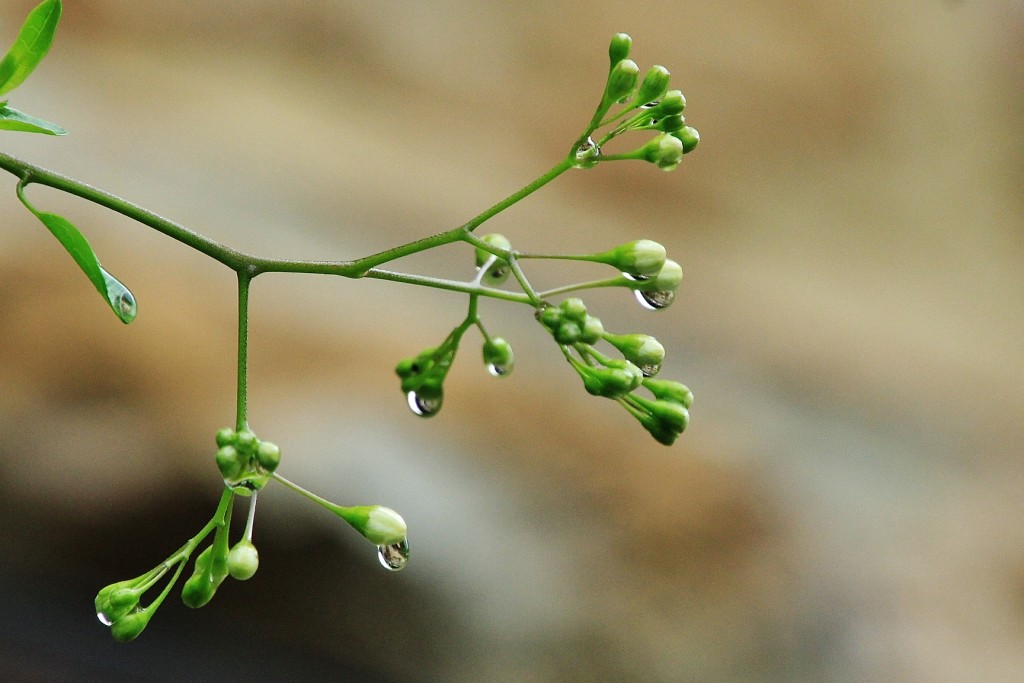 Foto: Naturaleza - Bárcena Mayor (Cantabria), España