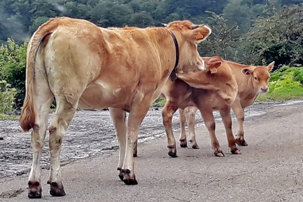 Foto: Vaquitas - Bárcena Mayor (Cantabria), España