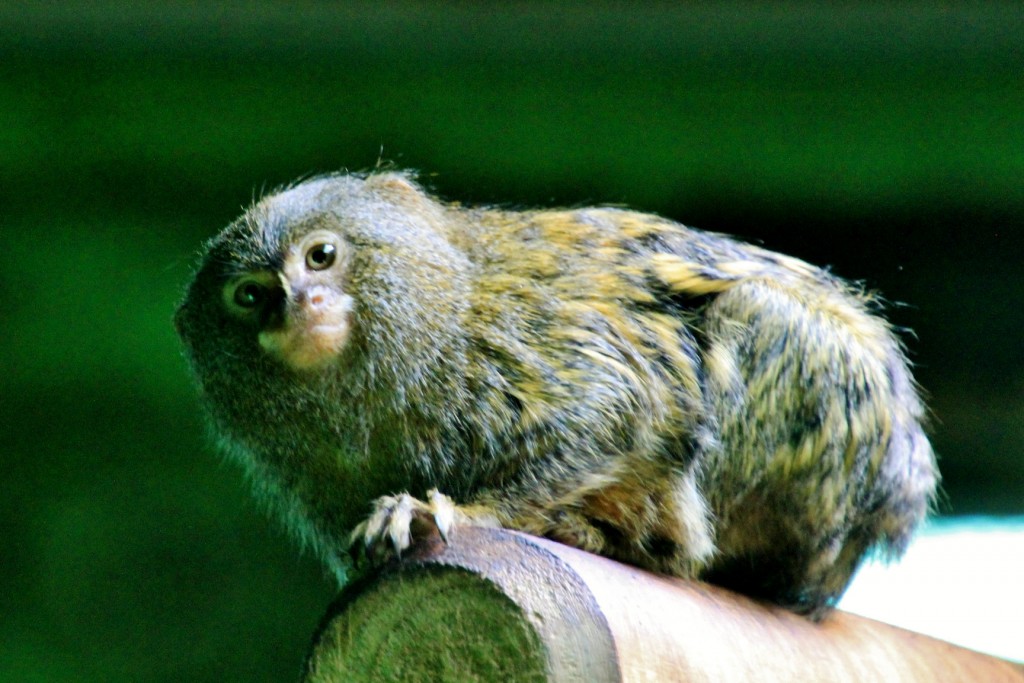 Foto: Zoo - Santillana del Mar (Cantabria), España