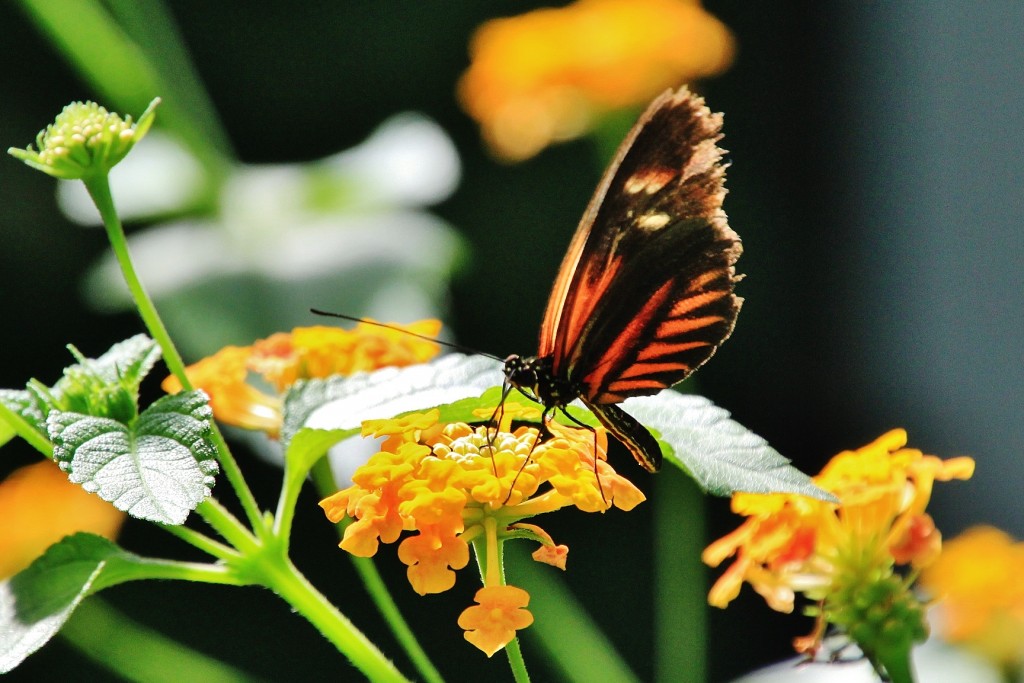 Foto: Zoo - Santillana del Mar (Cantabria), España