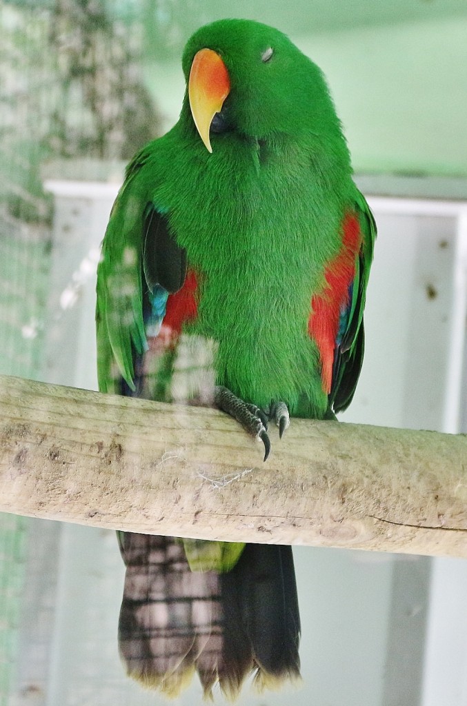 Foto: Zoo - Santillana del Mar (Cantabria), España