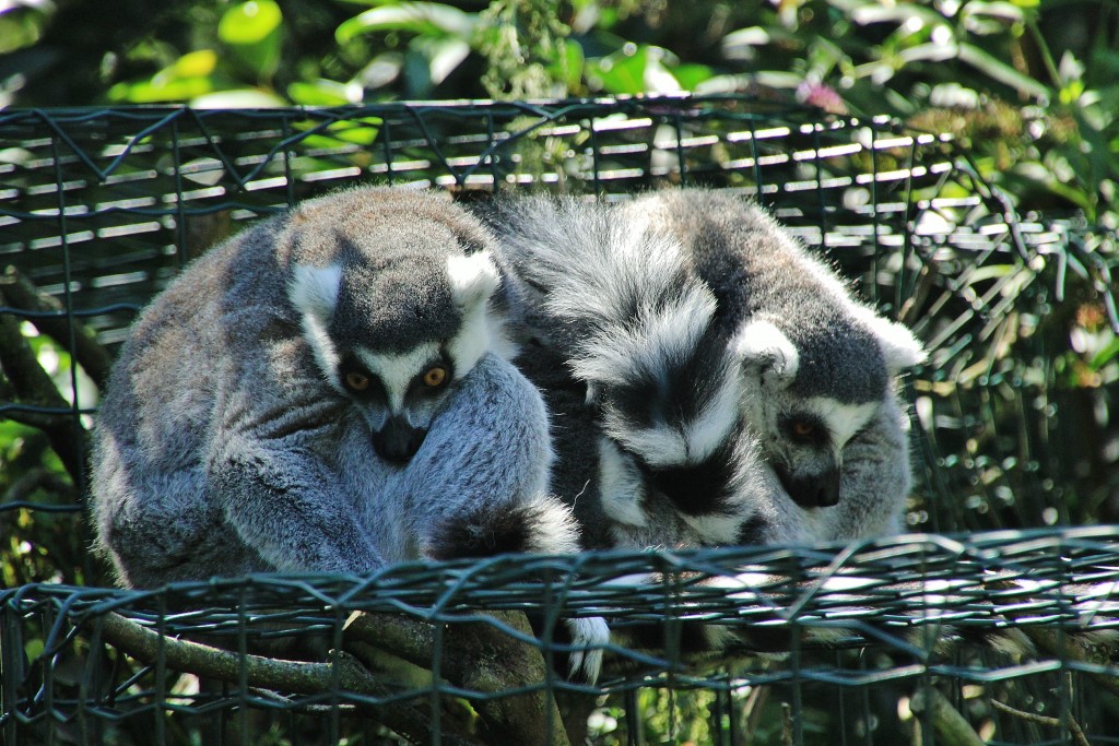 Foto: Zoo - Santillana del Mar (Cantabria), España