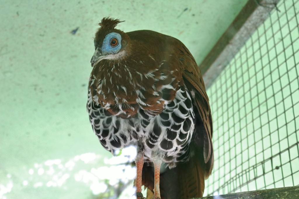 Foto: Zoo - Santillana del Mar (Cantabria), España