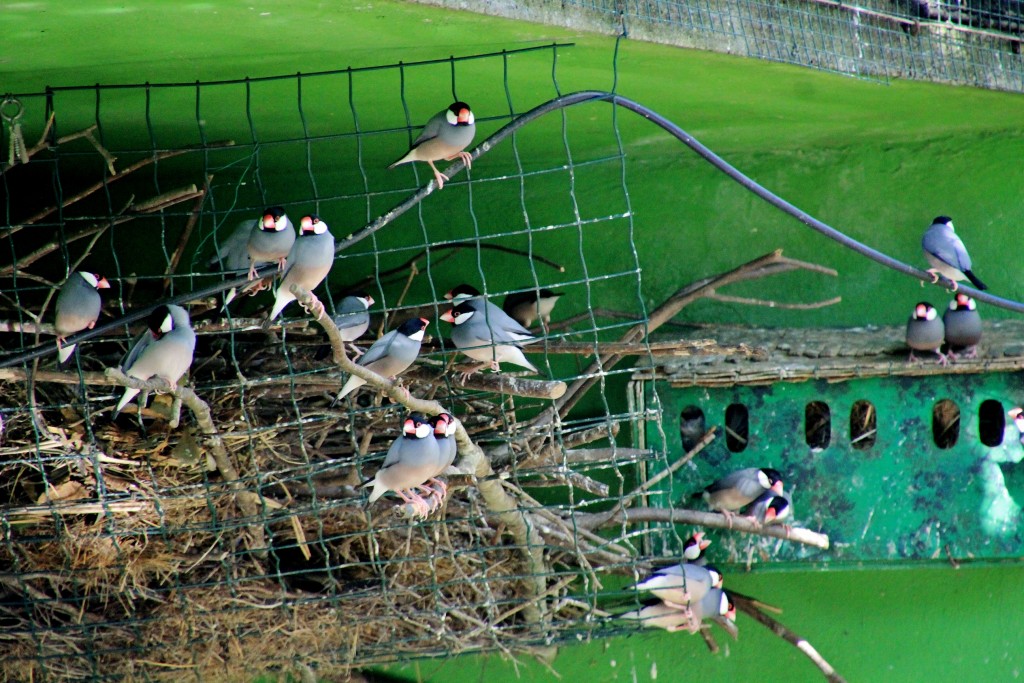 Foto: Zoo - Santillana del Mar (Cantabria), España