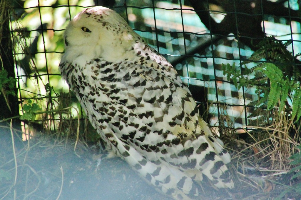 Foto: Zoo - Santillana del Mar (Cantabria), España