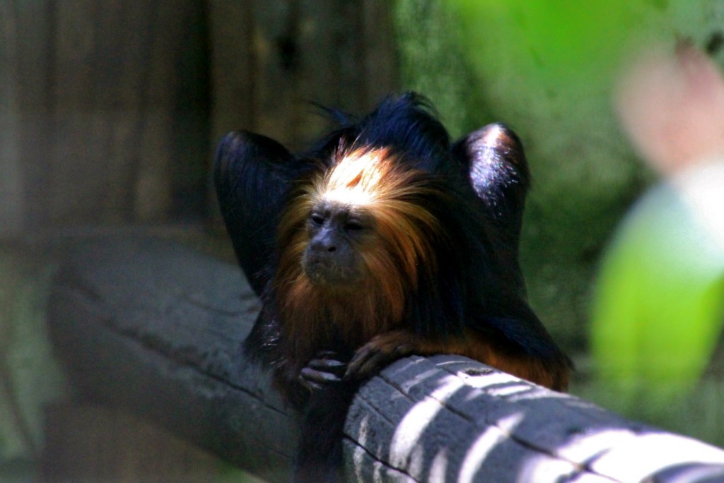 Foto: Zoo - Santillana del Mar (Cantabria), España