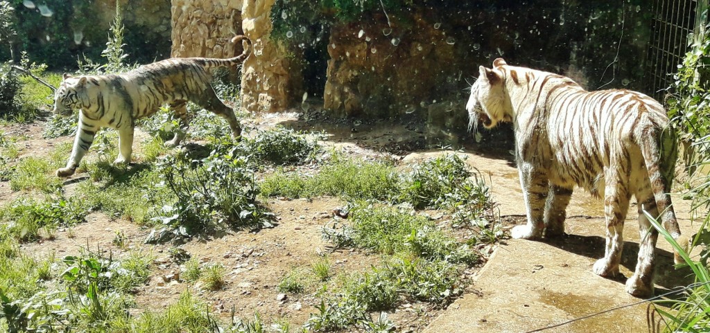 Foto: Zoo - Santillana del Mar (Cantabria), España