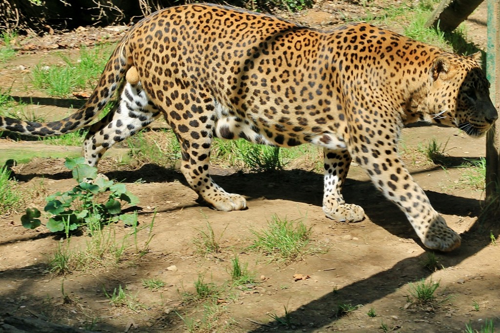 Foto: Zoo - Santillana del Mar (Cantabria), España