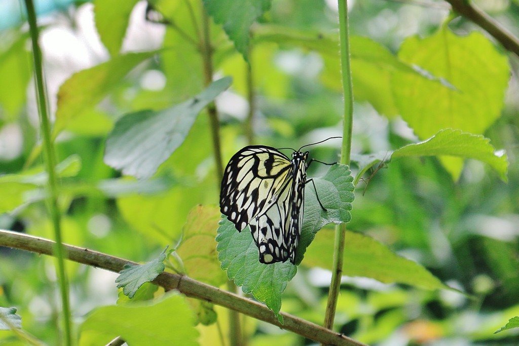 Foto: Zoo - Santillana del Mar (Cantabria), España