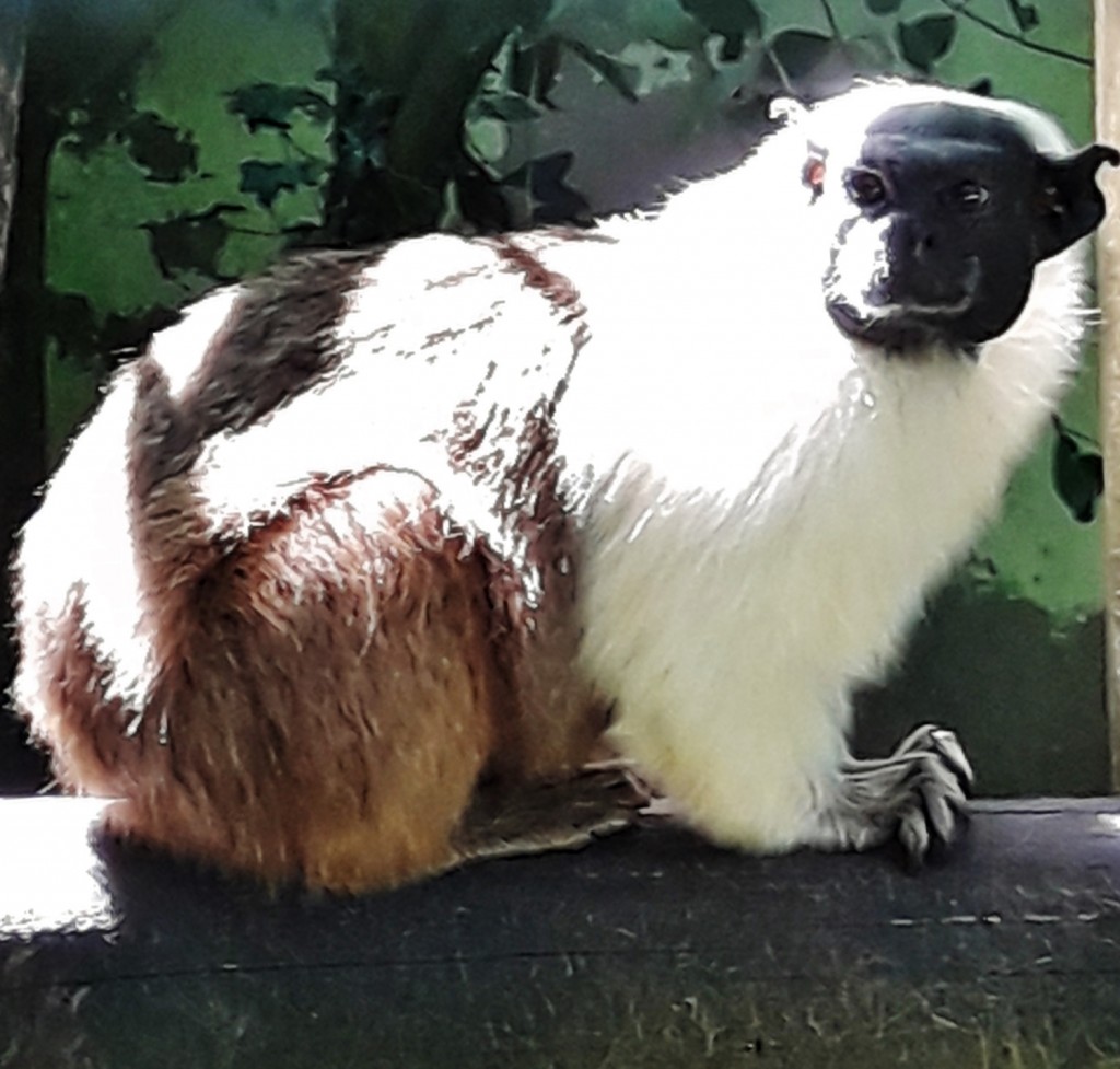 Foto: Zoo - Santillana del Mar (Cantabria), España