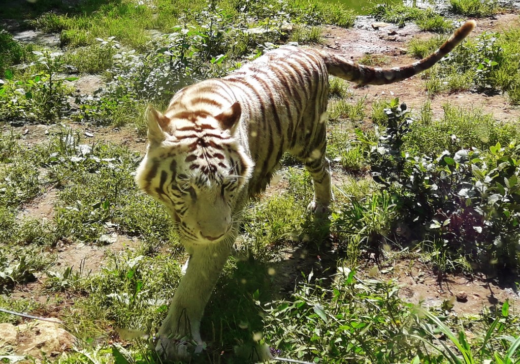 Foto: Zoo - Santillana del Mar (Cantabria), España