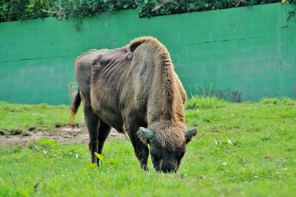 Foto: Zoo - Santillana del Mar (Cantabria), España