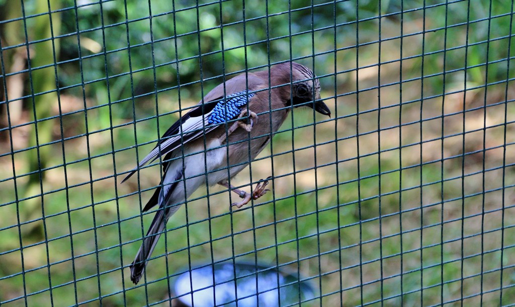 Foto: Zoo - Santillana del Mar (Cantabria), España