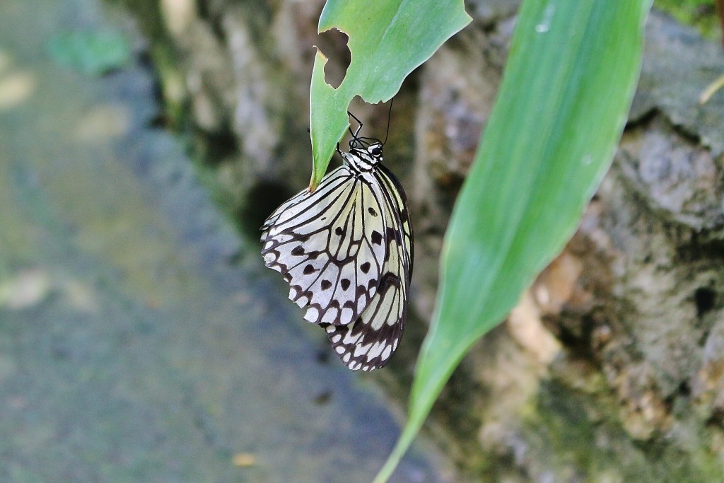 Foto: Zoo - Santillana del Mar (Cantabria), España