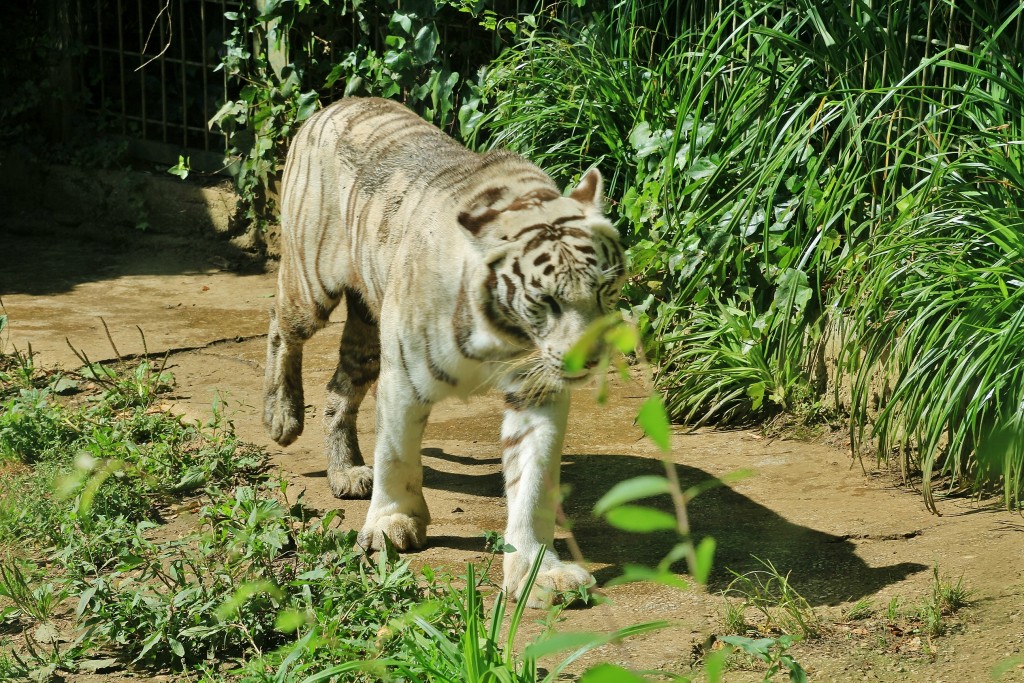 Foto: Zoo - Santillana del Mar (Cantabria), España