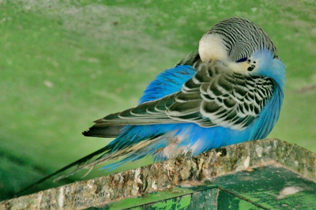 Foto: Zoo - Santillana del Mar (Cantabria), España