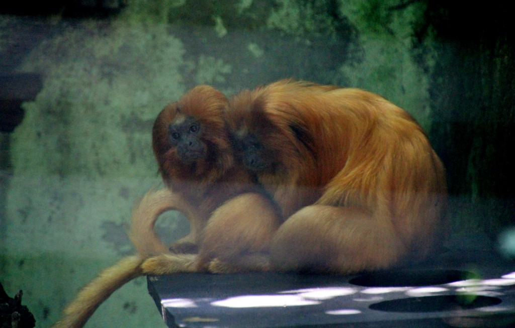 Foto: Zoo - Santillana del Mar (Cantabria), España