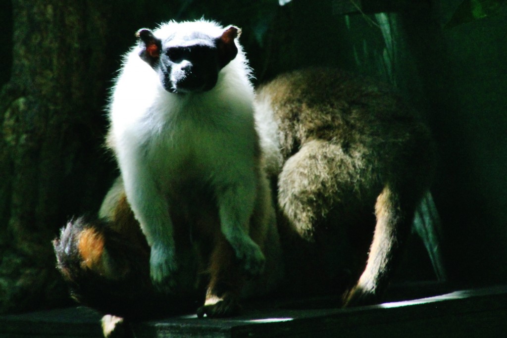 Foto: Zoo - Santillana del Mar (Cantabria), España