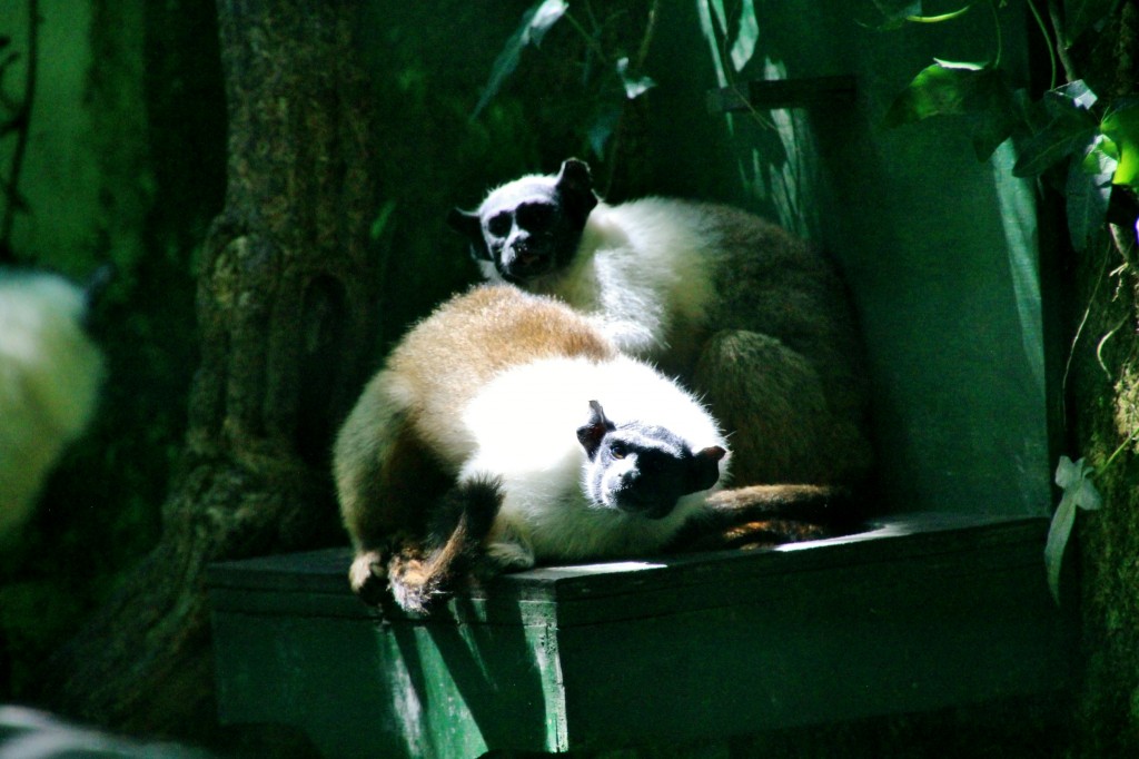 Foto: Zoo - Santillana del Mar (Cantabria), España