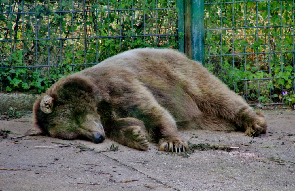 Foto: Zoo - Santillana del Mar (Cantabria), España