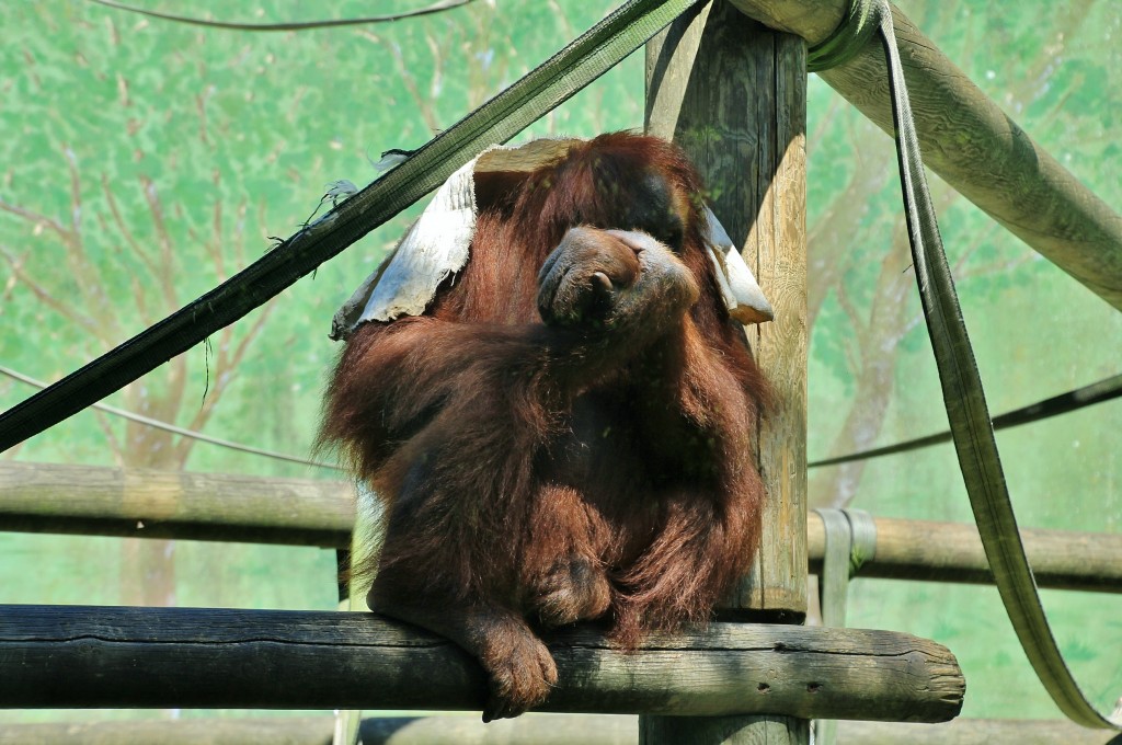 Foto: Zoo - Santillana del Mar (Cantabria), España