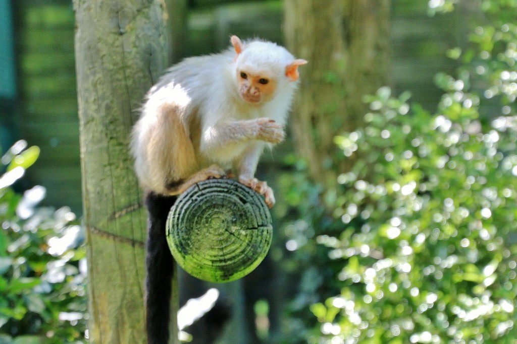 Foto: Zoo - Santillana del Mar (Cantabria), España