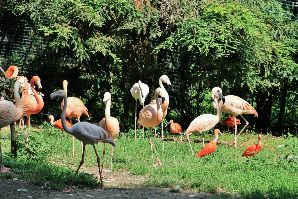 Foto: Zoo - Santillana del Mar (Cantabria), España