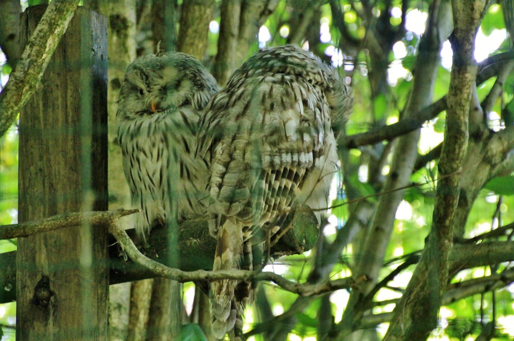 Foto: Zoo - Santillana del Mar (Cantabria), España