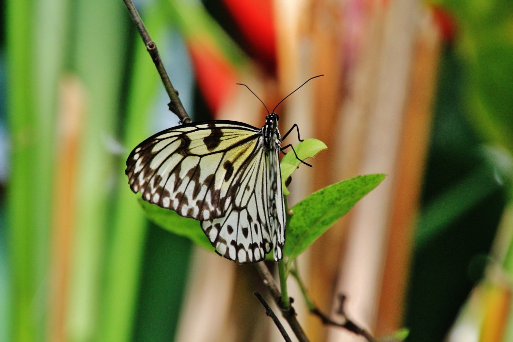 Foto: Zoo - Santillana del Mar (Cantabria), España