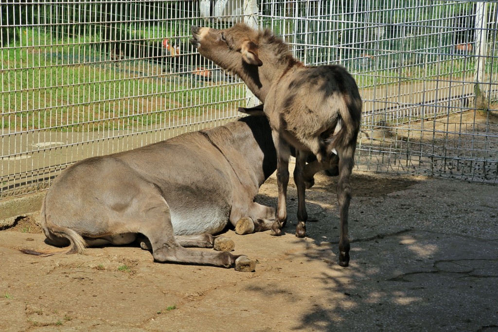 Foto: Zoo - Santillana del Mar (Cantabria), España