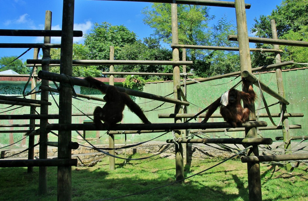 Foto: Zoo - Santillana del Mar (Cantabria), España