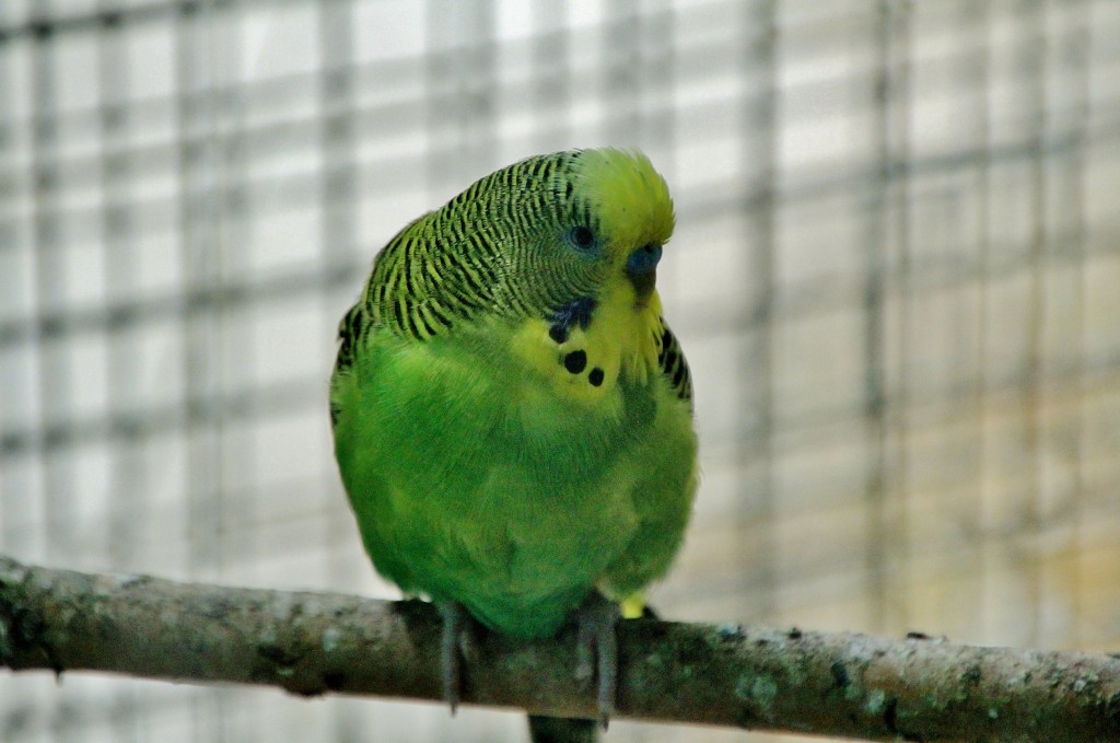 Foto: Zoo - Santillana del Mar (Cantabria), España