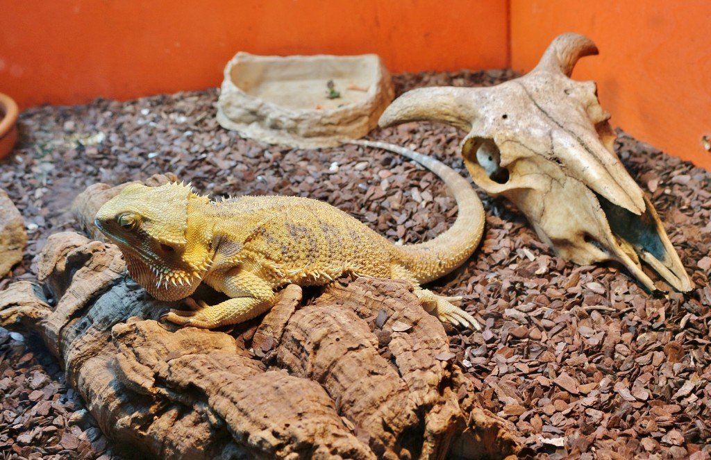 Foto: Zoo - Santillana del Mar (Cantabria), España