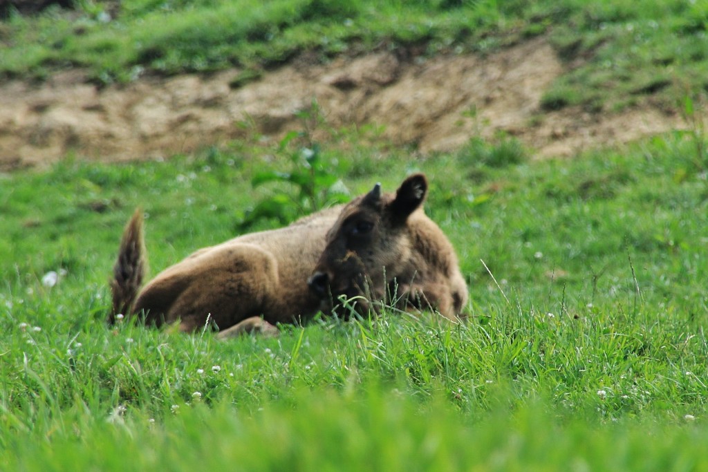 Foto: Zoo - Santillana del Mar (Cantabria), España