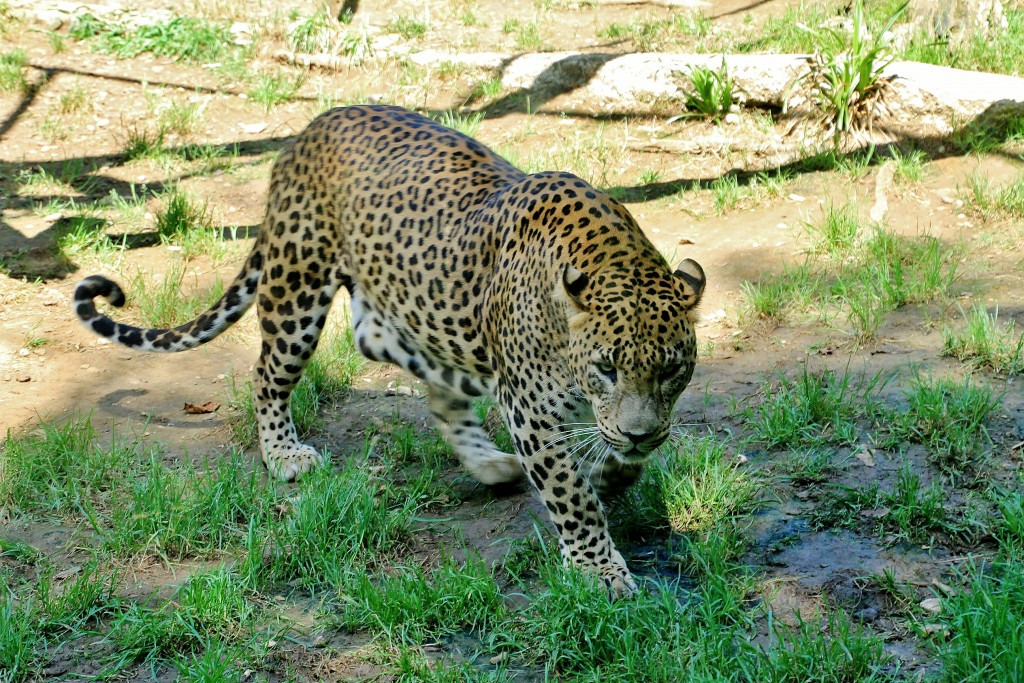 Foto: Zoo - Santillana del Mar (Cantabria), España