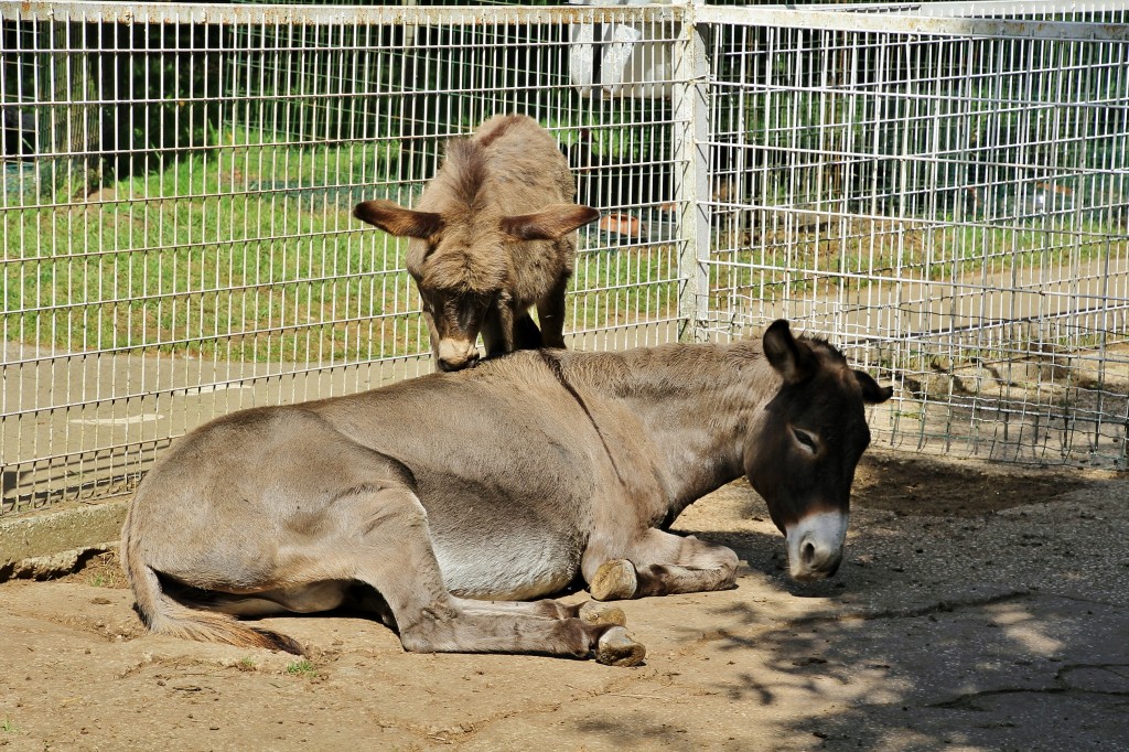 Foto: Zoo - Santillana del Mar (Cantabria), España