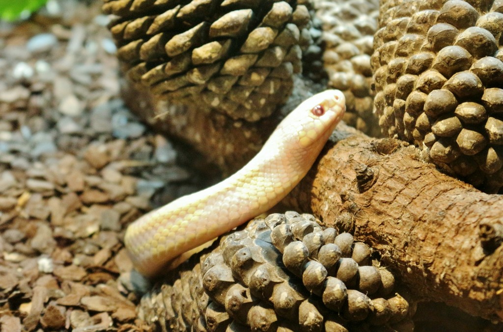 Foto: Zoo - Santillana del Mar (Cantabria), España