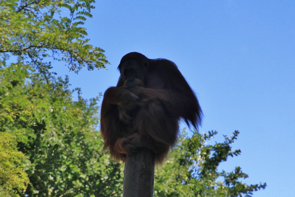 Foto: Zoo - Santillana del Mar (Cantabria), España