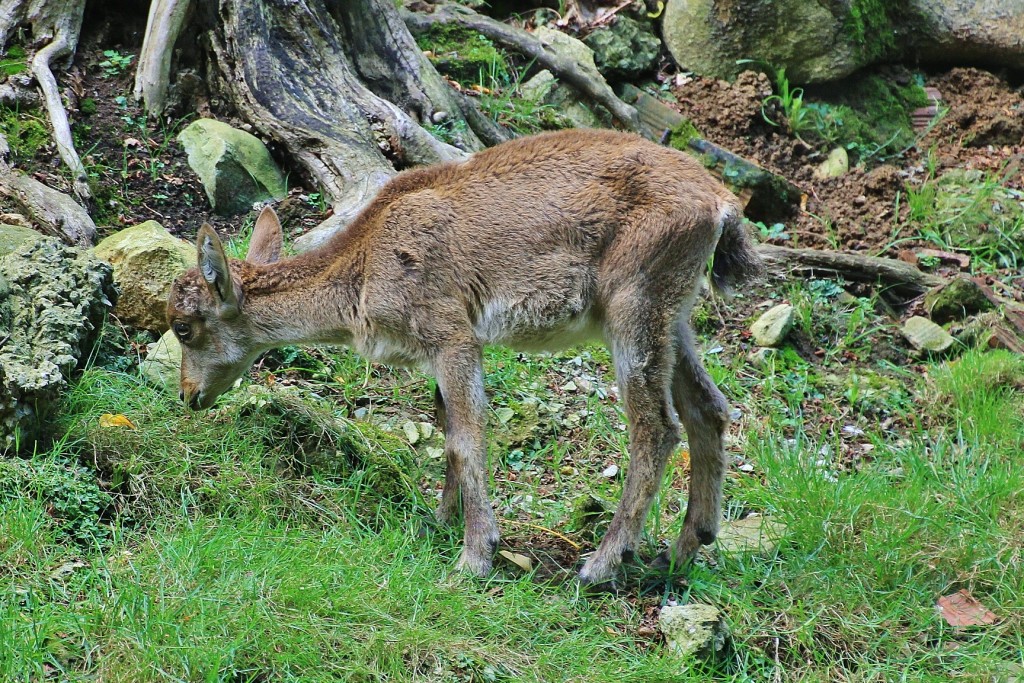 Foto: Zoo - Santillana del Mar (Cantabria), España