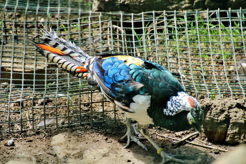 Foto: Zoo - Santillana del Mar (Cantabria), España